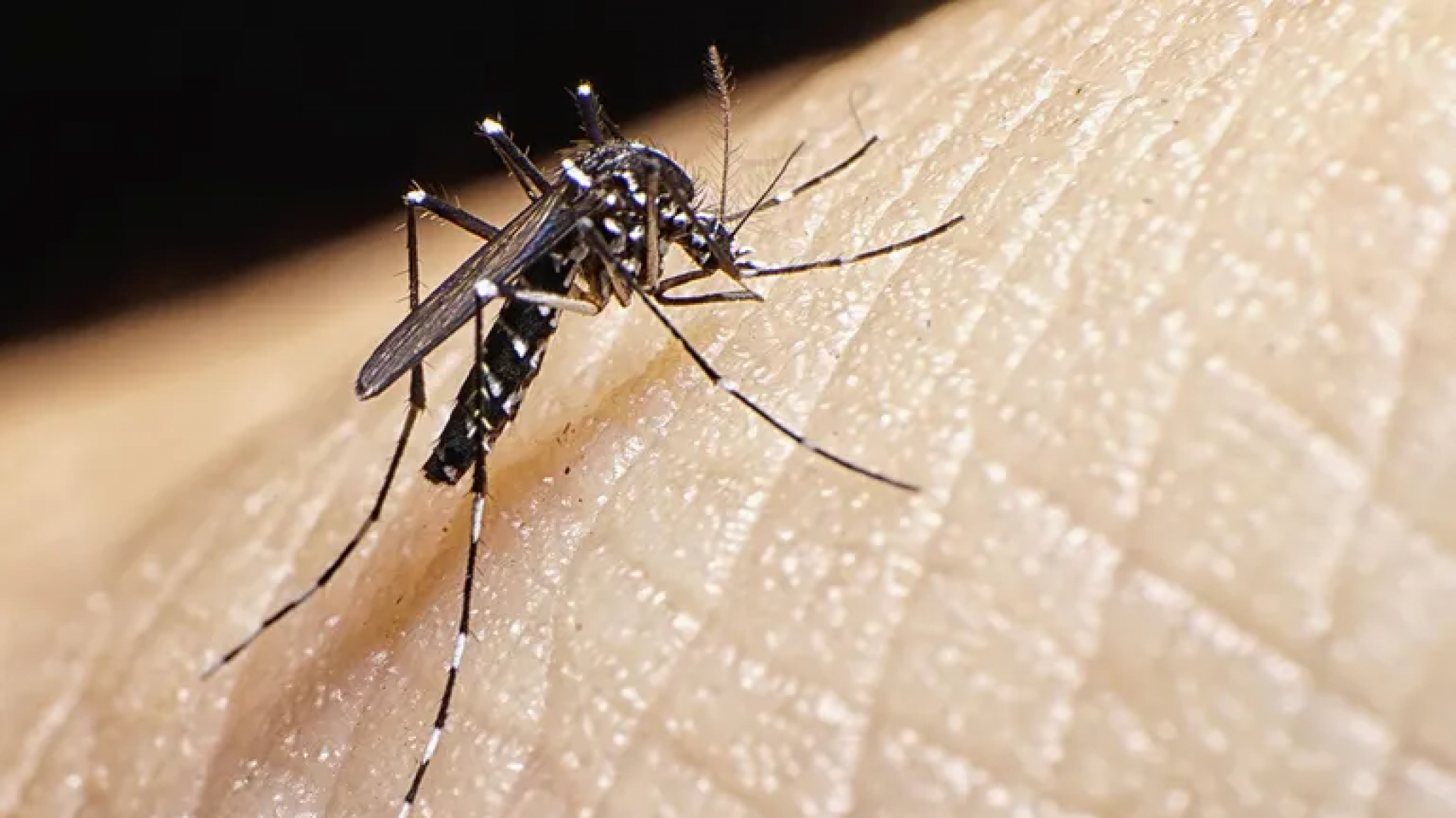 Por aumento de casos de Dengue y Chikungunya en otras regiones hay alerta para quienes viajen