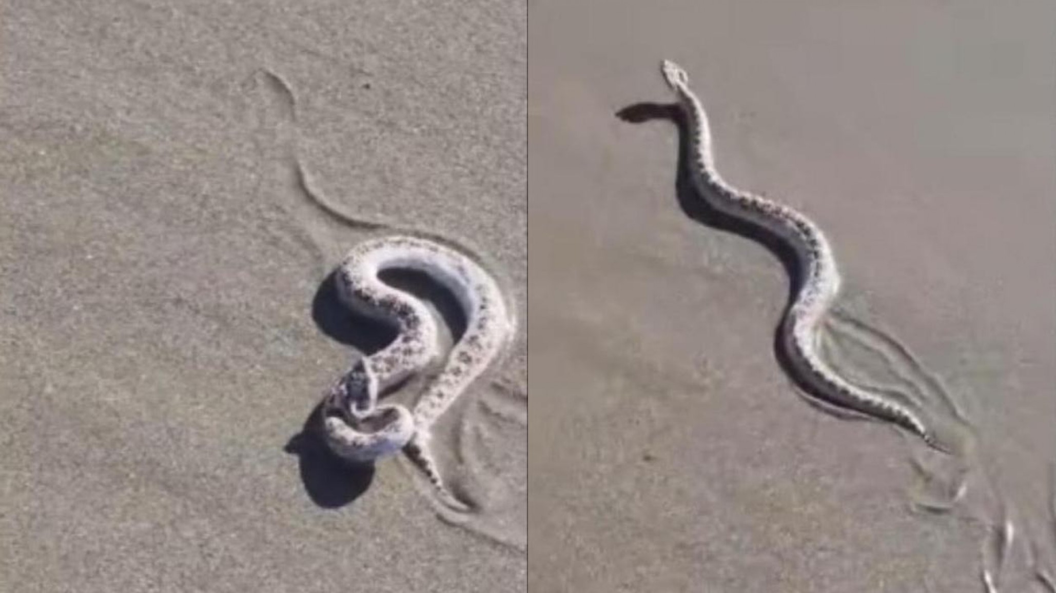 Una yarará fue encontrada en una playa de Rada Tilly