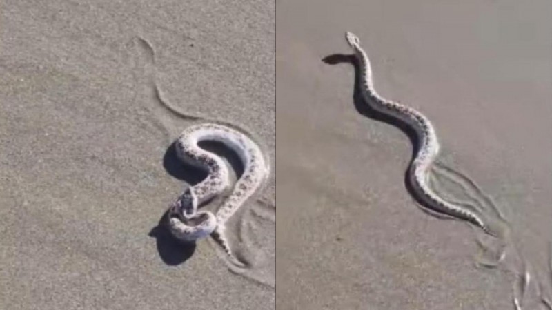 Una yarará fue encontrada en una playa de Rada Tilly