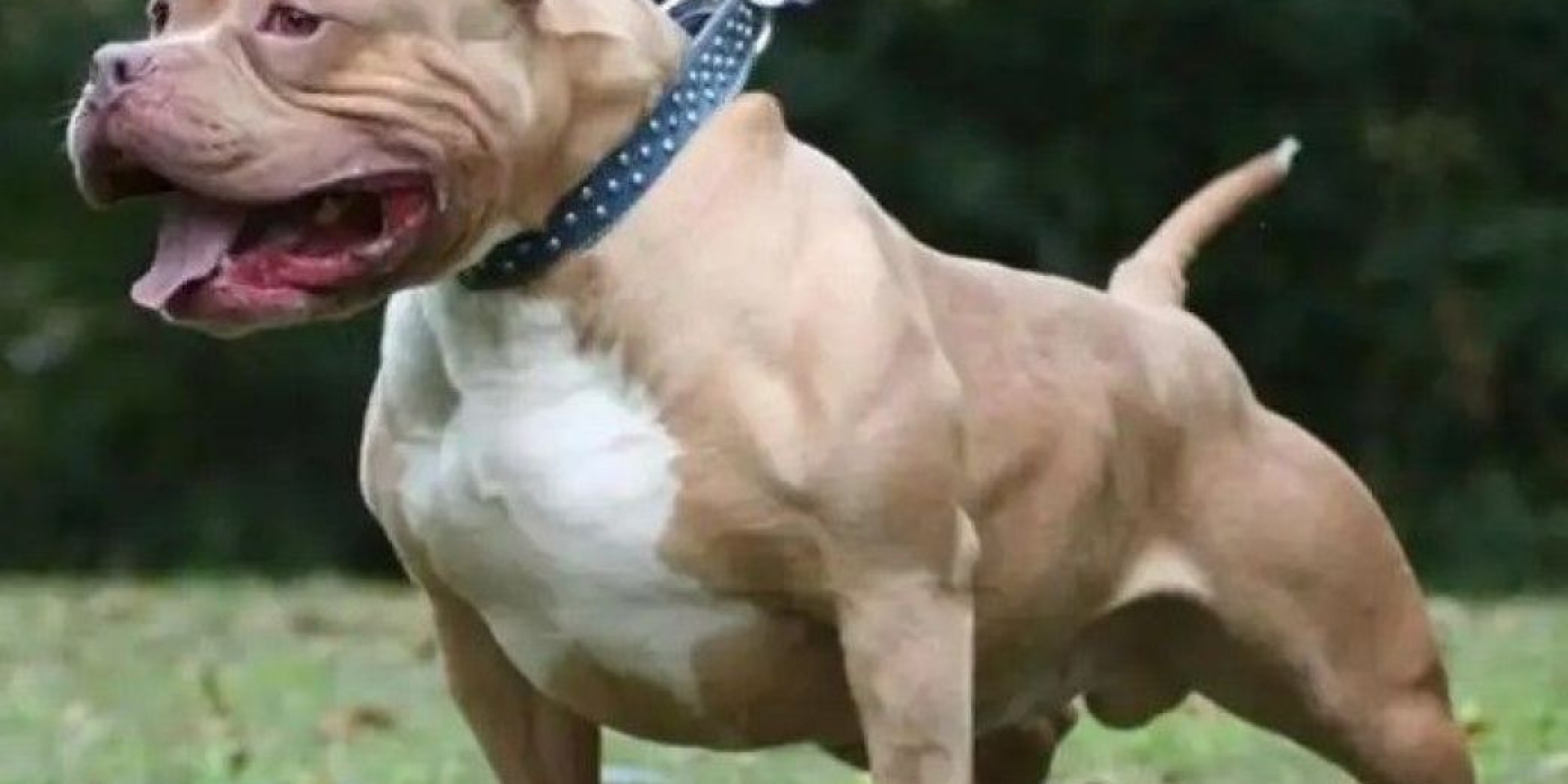 Murió un hombre tras ser atacado por un pitbull en Madryn: la mordedura habría sido letal