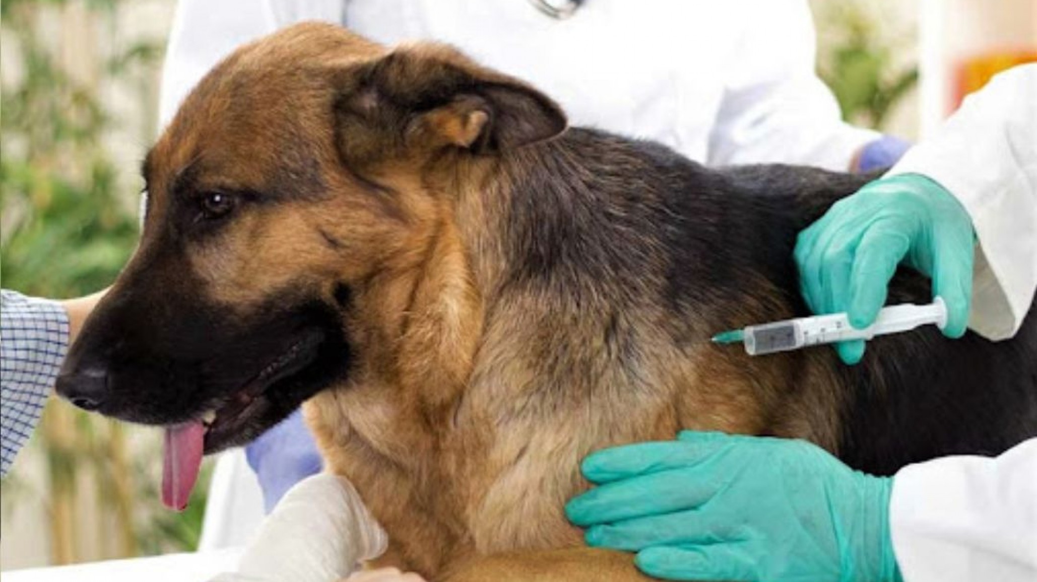 Vacunación antirrábica gratuita en Laprida: cuándo y cómo llevar a tu mascota