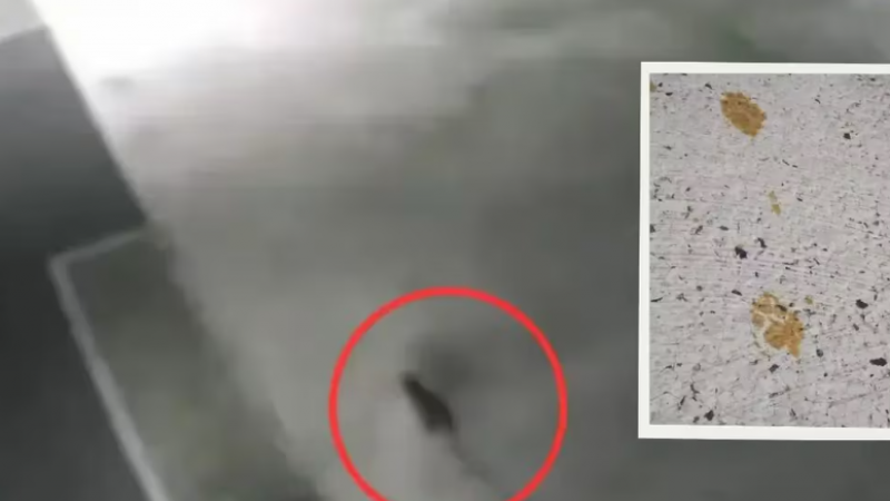 El enigma del gato 'tóxico': Un misterio que tiene en alerta a Japón