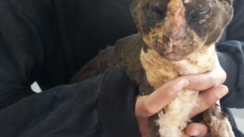 El gato que sobrevivió al incendio mejora y piden ayuda para 7 perros que quedaron muy heridos