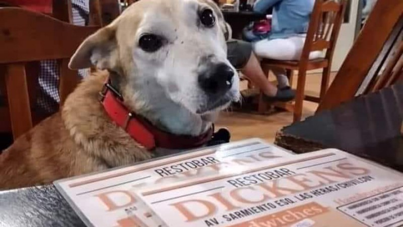 Un restaurante acepta perros callejeros: "perdón si te molesta"