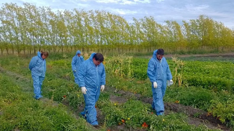 Detectaron virus rugoso del tomate en Trelew