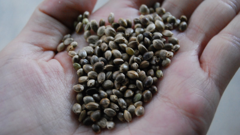 Un comodorense detenido por intentar enviar semillas de marihuana a España