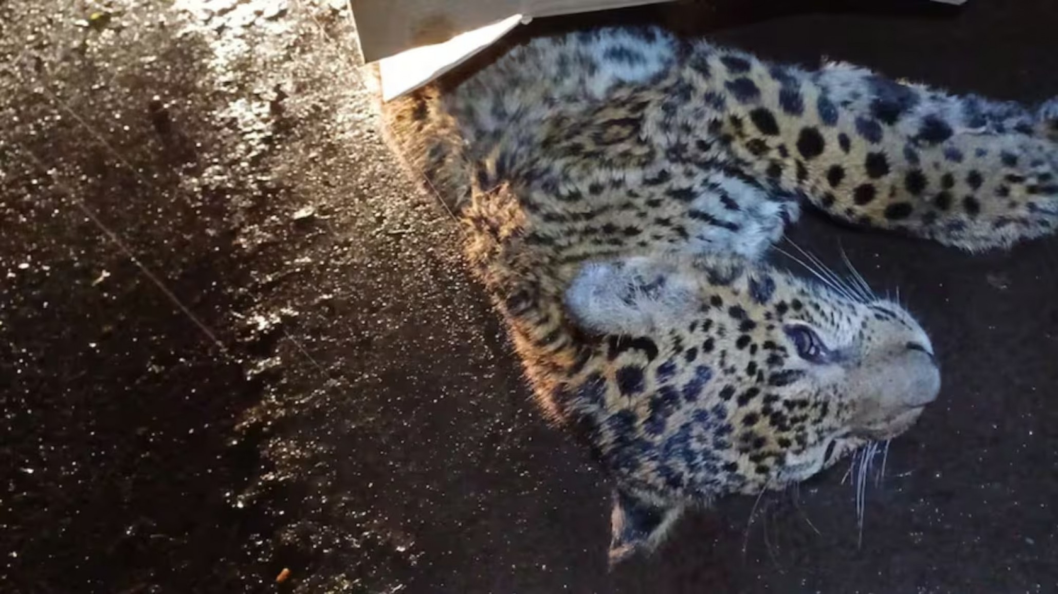 Atropellaron a un yaguareté y ofrecen $2 millones de pesos para encontrar al conductor