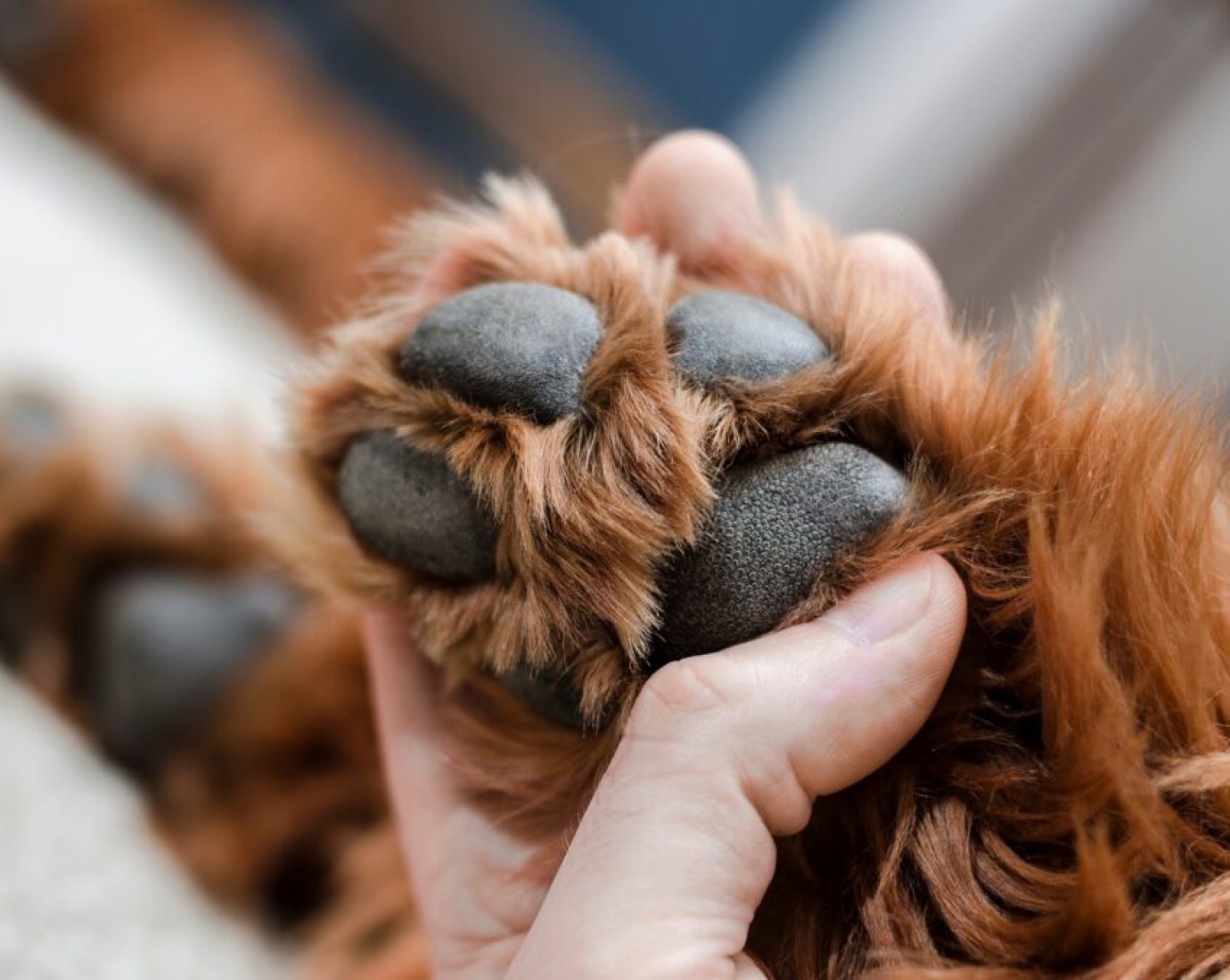 "Nos dijo que cualquier perro que cruce lo va a matar": Vecina denuncia al hombre que electrocutó a su perro y a otros del barrio