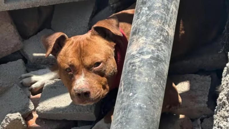 Detienen a un hombre en Villa Palito por soltar a su pitbull para atacar a una vecina
