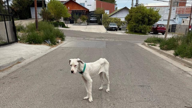 Vecinos de KM 3 denuncian estado de extrema delgadez de un perro y piden ayuda