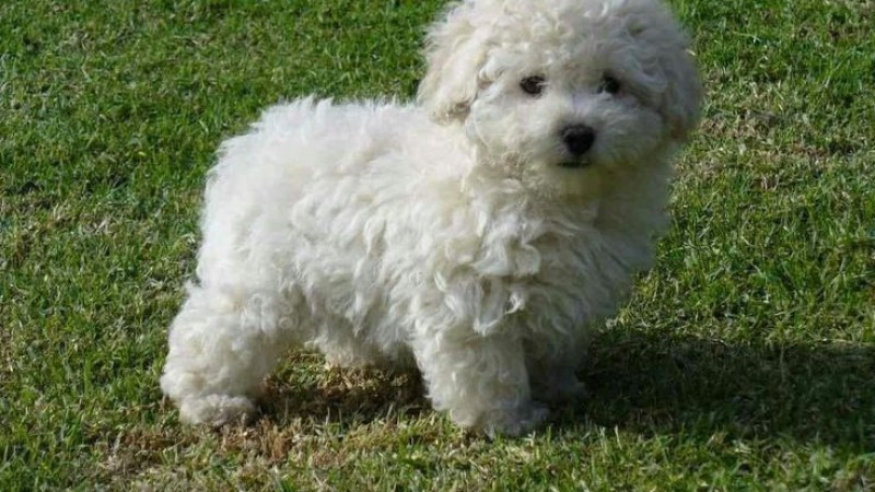 Perdió un dedo al proteger a su caniche del brutal ataque de un pitbull