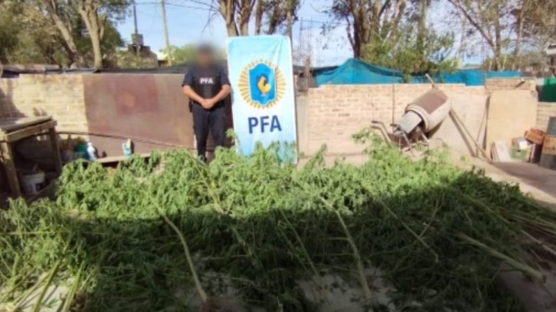 Desmantelaron dos plantaciones de marihuana en General Roca