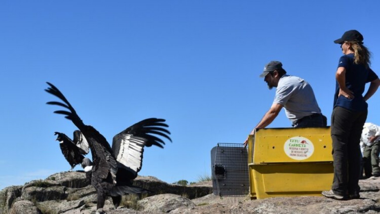 Liberan dos cóndores andinos con rastreadores satelitales en Córdoba