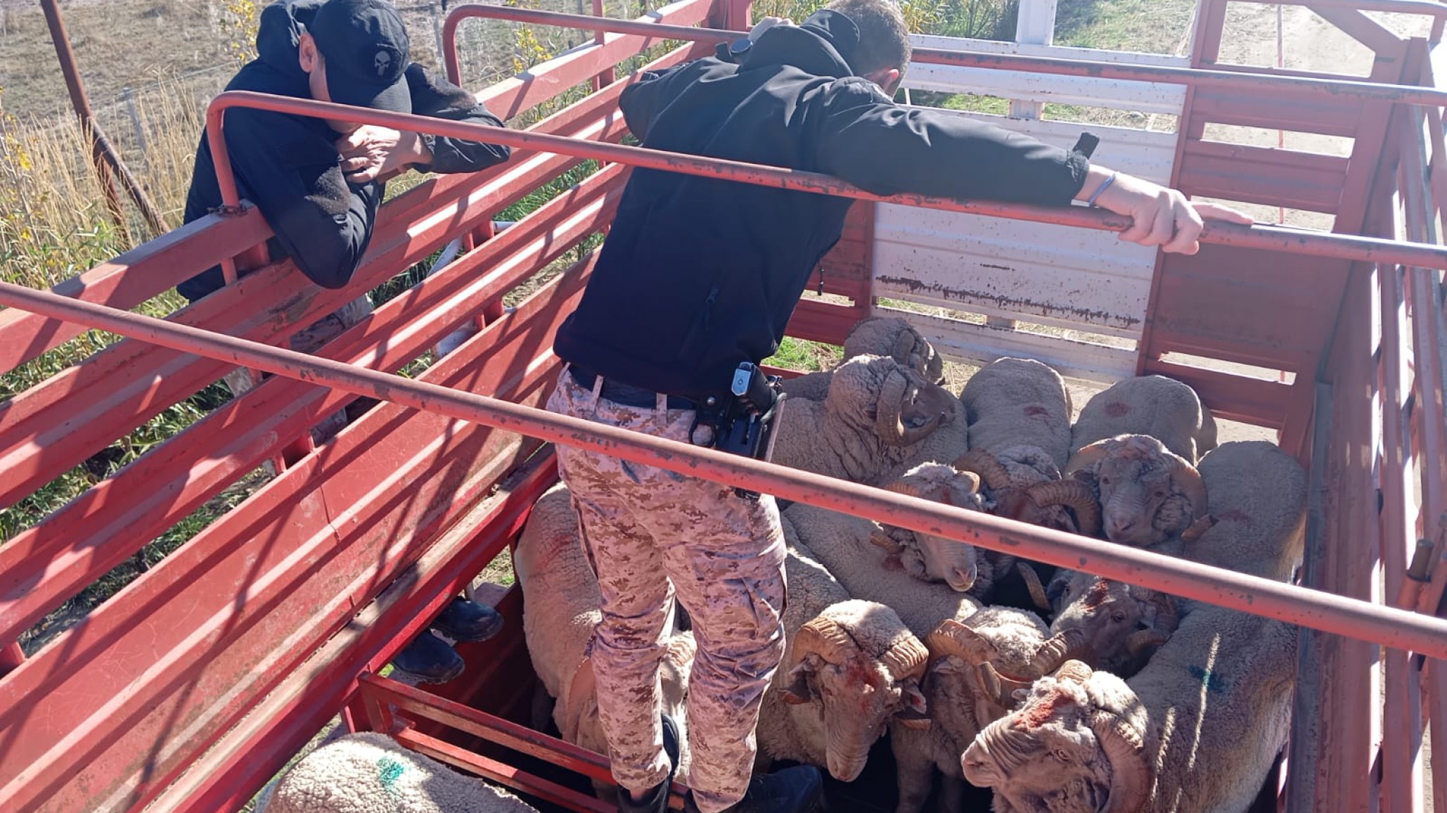 Interceptaron un camión con 60 ovinos sin documentación en Ruta 24