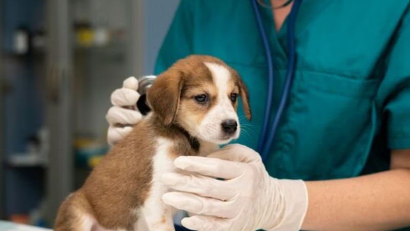 Jornada de vacunación antirrábica y desparasitación gratuita en el barrio Abel Amaya