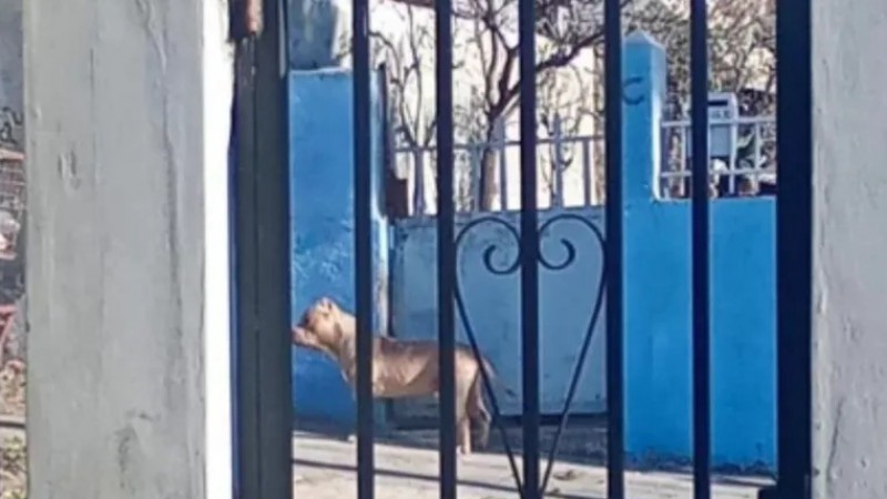 Caleta Olivia: Ordenan la eutanasia para los dos pitbull que atacaron salvajemente a un vecino