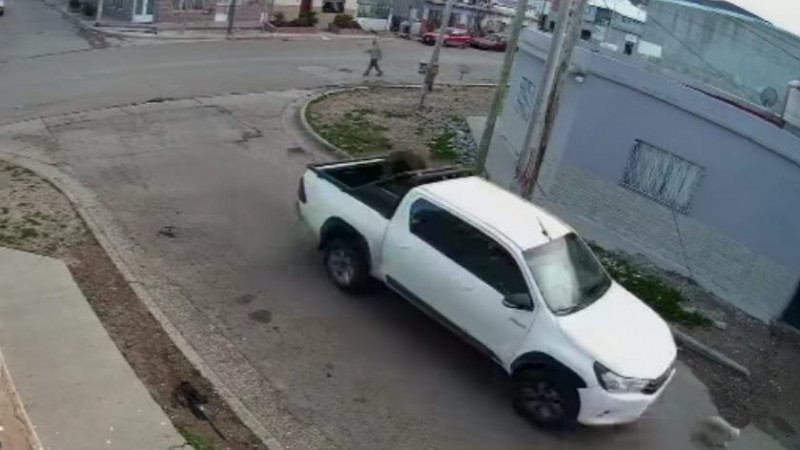 Atropellaron brutalmente a una perrita y se dieron a la fuga: la familia pide justicia y conciencia