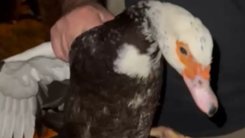 Hallaron un cementerio clandestino de animales y rescataron más de 15 en condiciones extremas