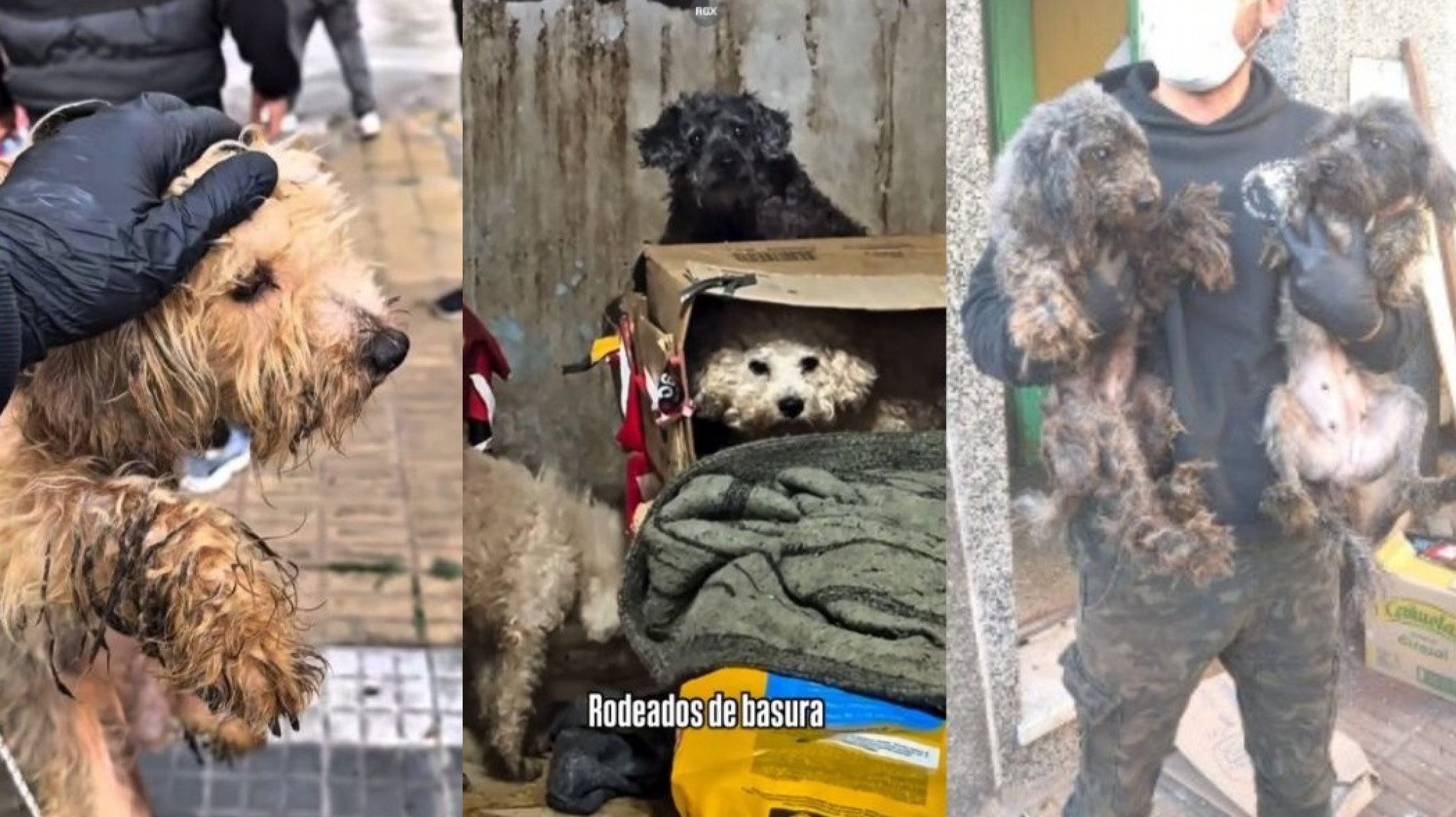 De la oscuridad a una nueva vida: rescataron a 43 animales que vivían encerrados en la mugre