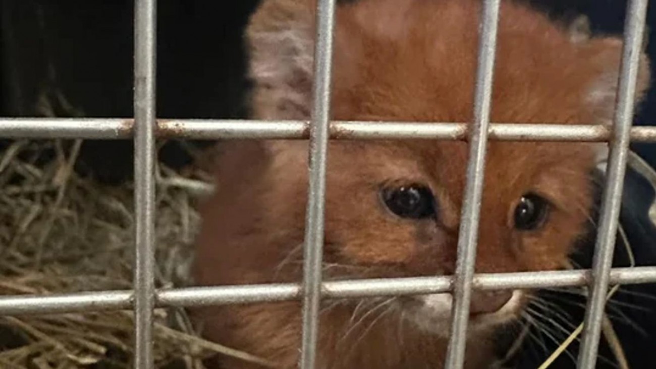 Rescataron a tres animales silvestres en una zona rural de Córdoba