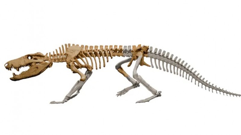 Descubrieron un "cocodrilo feroz" de 70 millones de años en la Patagonia