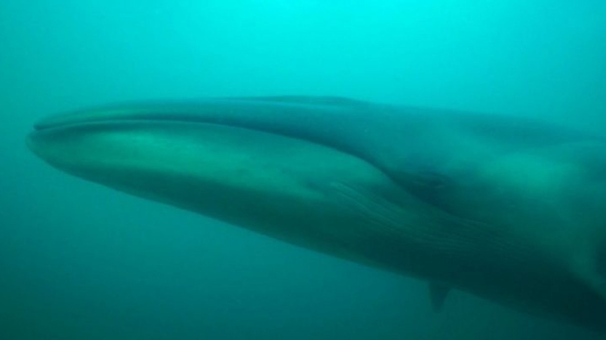El CONICET descubrió un santuario de ballenas sei entre Comodoro y Rada Tilly