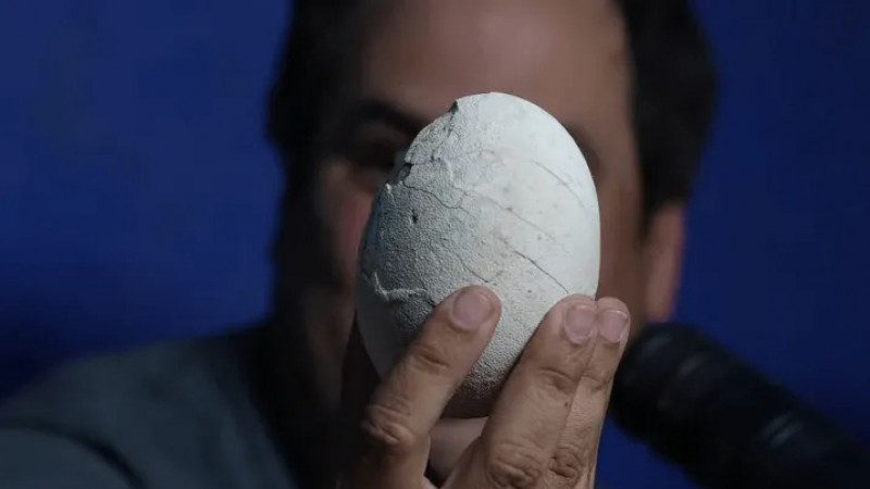 Investigadores encontraron un huevo de dinosaurio durante una expedición del Conicet