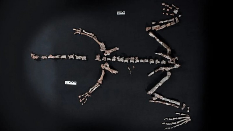 Descubrieron en La Rioja un nuevo dinosaurio de cuello largo que vivió hace 230 millones de años