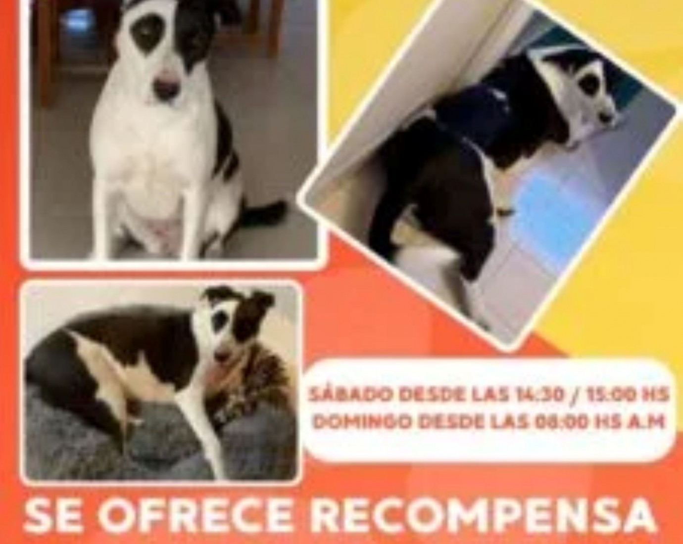 Familia comodorense pide ayuda para encontrar a su perra perdida