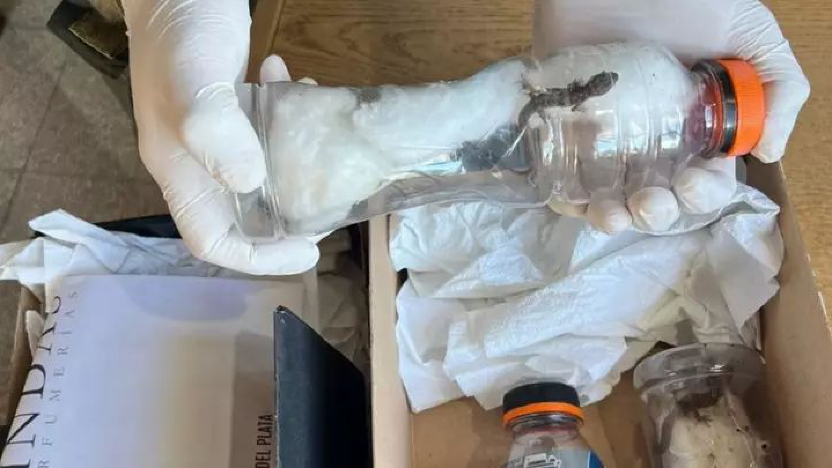 Controles en Ruta 3: rescataron reptiles, incautaron marihuana y hallaron más de $66 millones de pesos