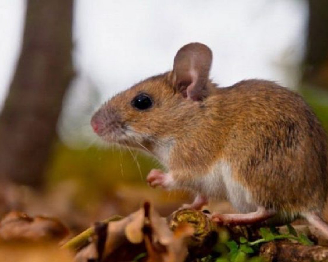 Confirmaron un nuevo caso de hantavirus en Bariloche