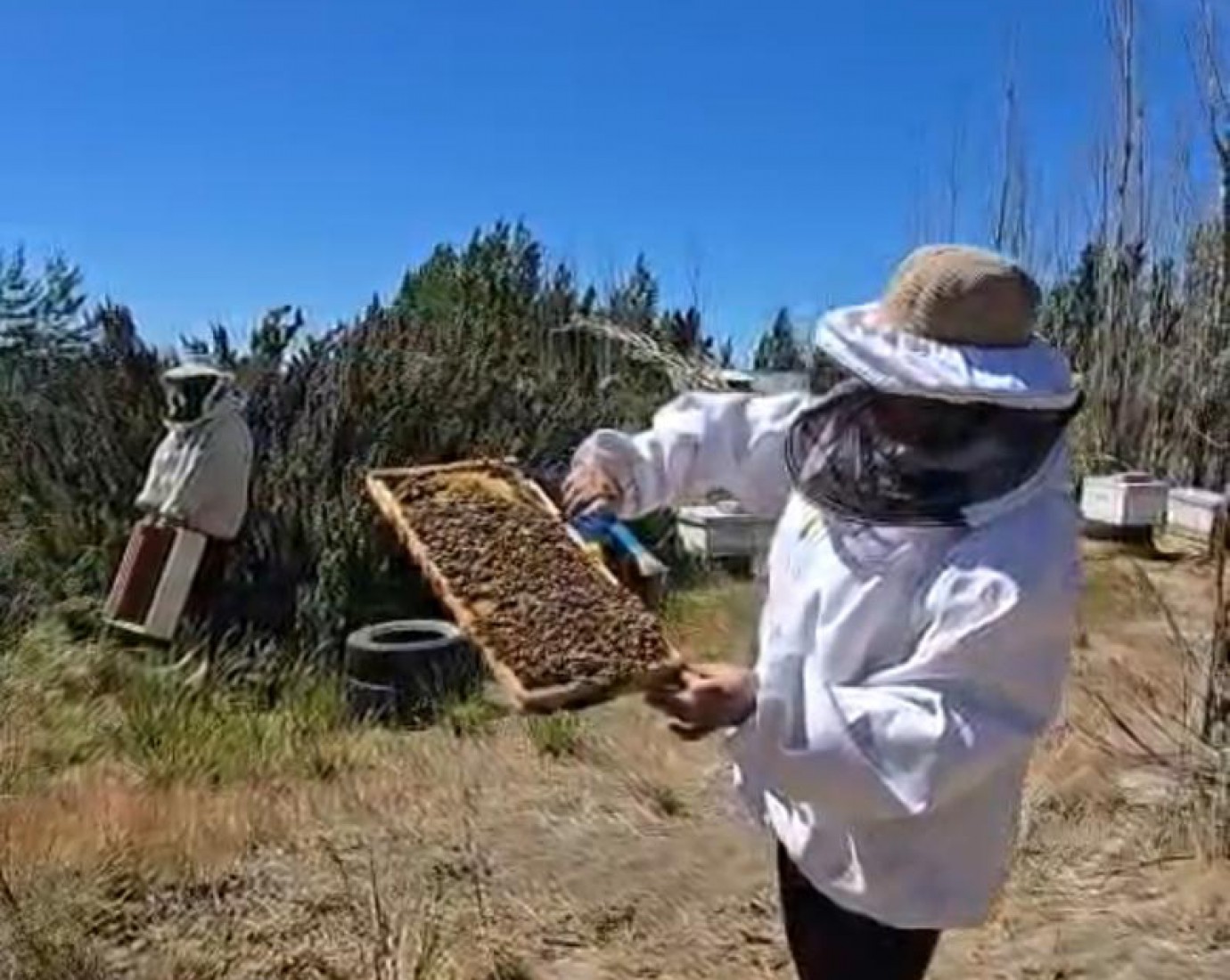 "Necesitamos rescatar a las abejas": apicultores impulsan el cuidado y la capacitación en la actividad