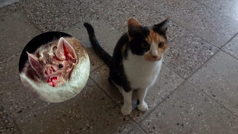 Una gata cazó un murciélago con rabia y ahora está en cuarentena