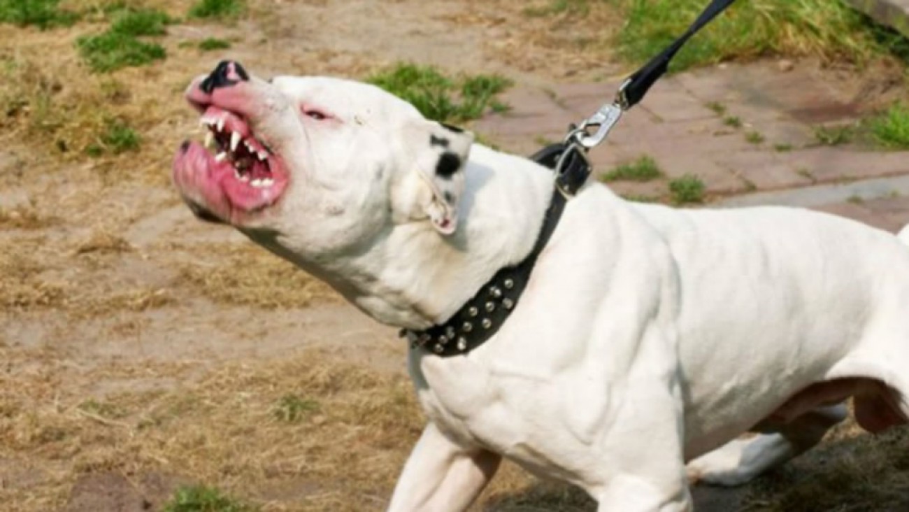 Una agente policial fue atacada por un perro durante un procedimiento en Fracción 15