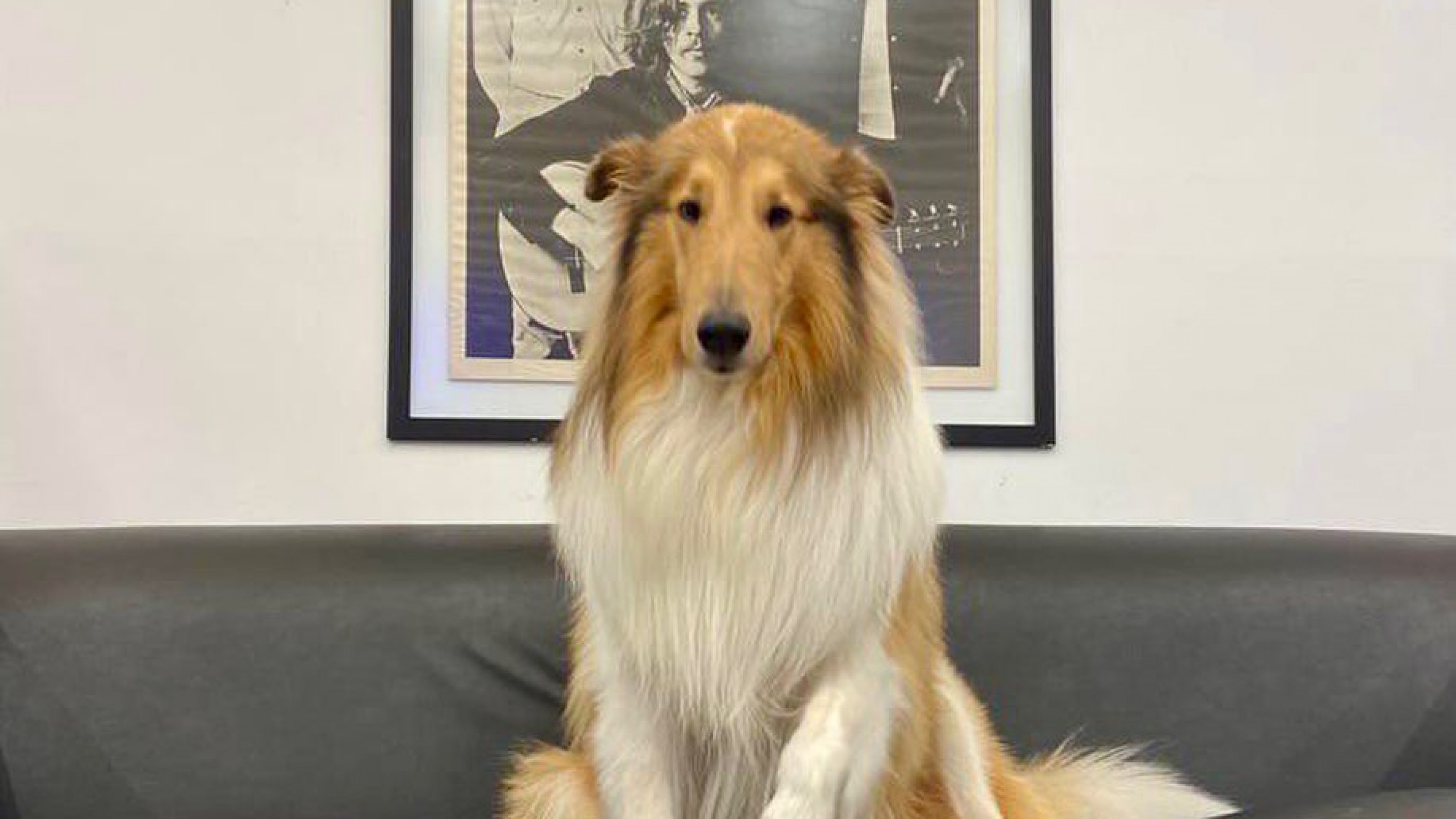"Hasta siempre": Murió Dylan, el collie que se convirtió en ícono viral de la política nacional
