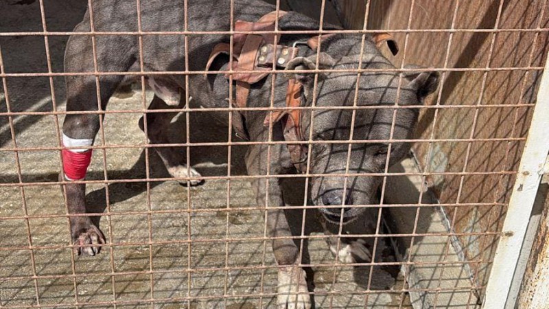 Un perro fue herido a balazos durante un violento episodio