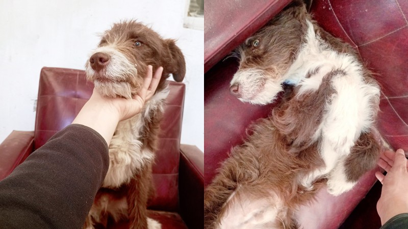 Comodoro: Un perro apareció en su casa y piden una familia que le dé una segunda oportunidad