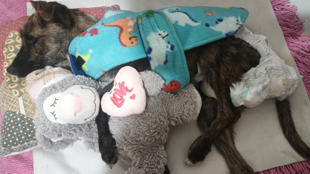 Murió Merlín: el triste final para el cachorro que fue víctima de abandono extremo en Comodoro
