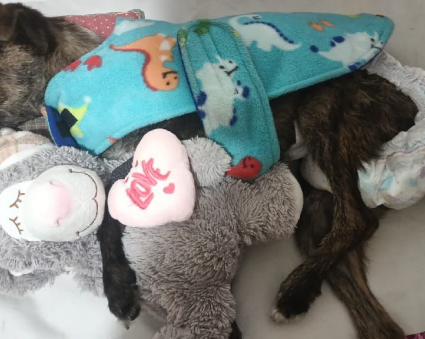 Murió Merlín: el triste final para el cachorro que fue víctima de abandono extremo en Comodoro