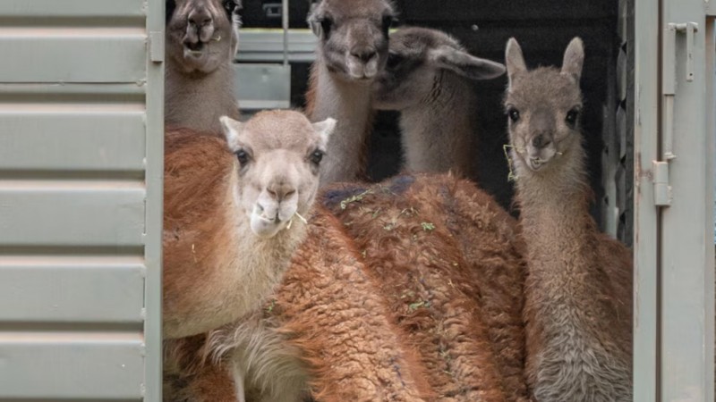 De Santa Cruz a Chaco: El Impenetrable tendrá guanacos patagónicos después de 110 años