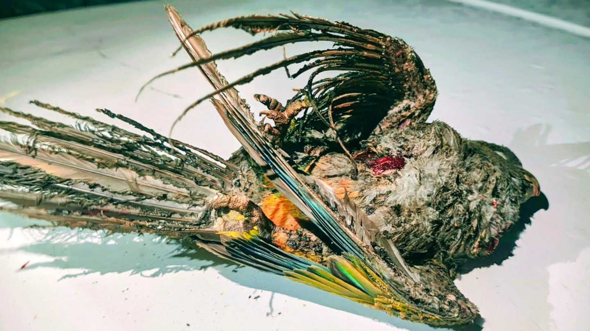 Loros barranqueros dejaron sin luz a vecinos del sur de Puerto Madryn