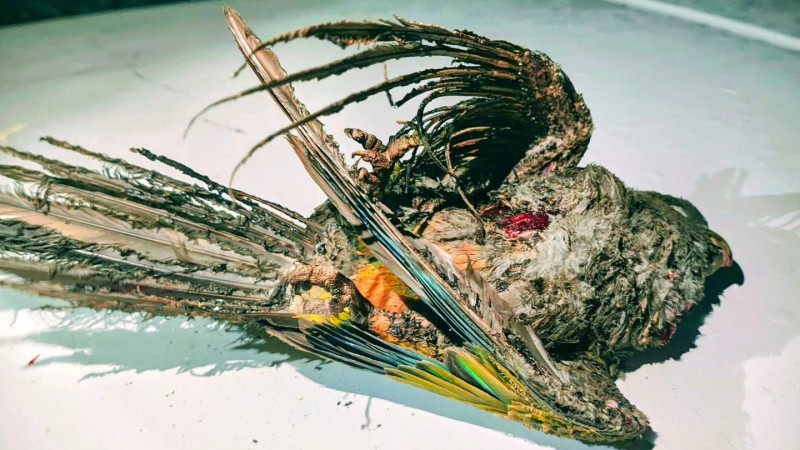 Loros barranqueros dejaron sin luz a vecinos del sur de Puerto Madryn