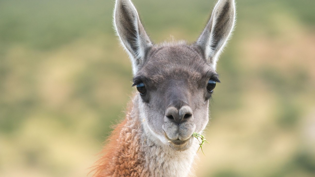 Nahuel Huapi: deberán pagar $6 millones y hacer un curso de zoología por matar a un guanaco