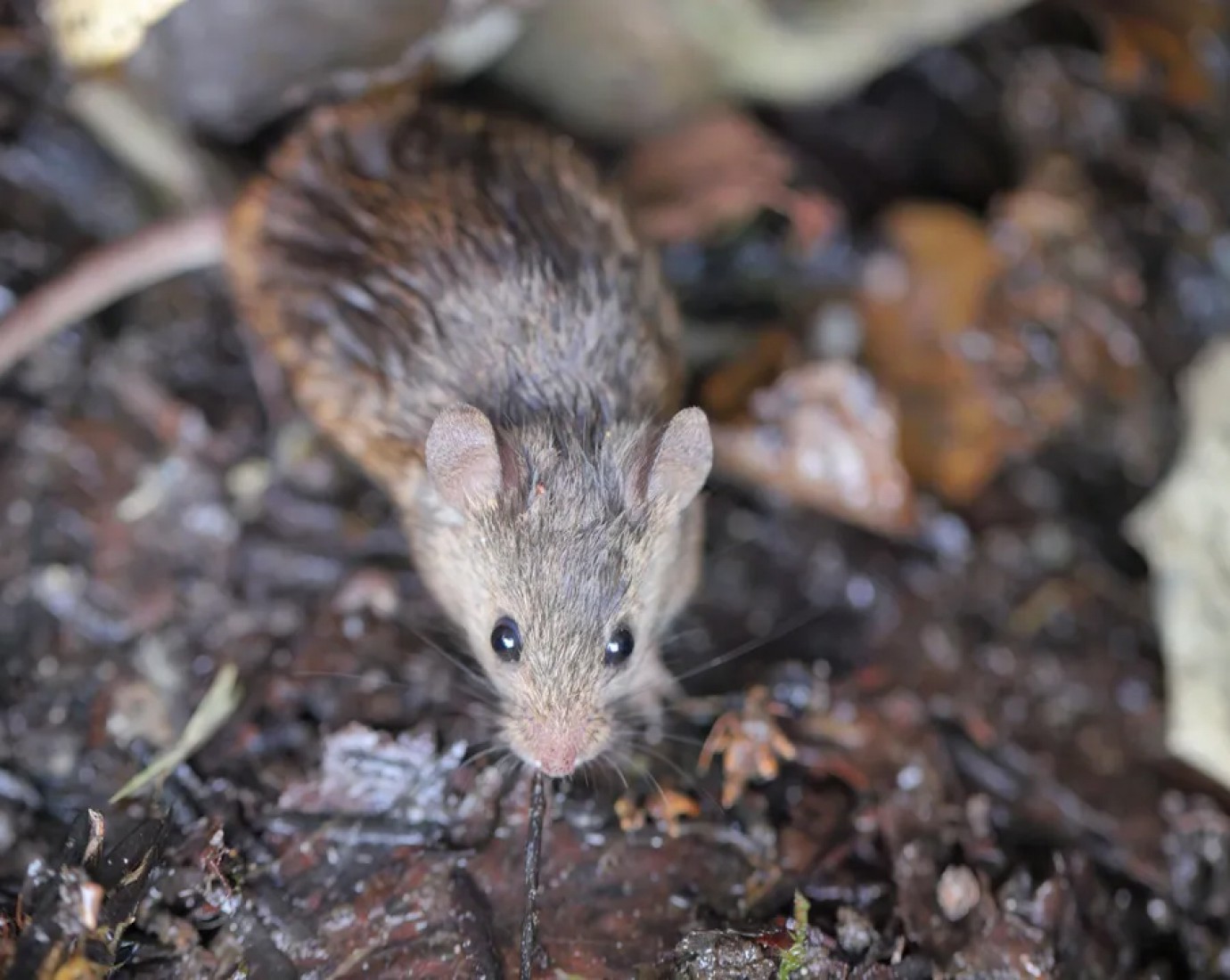 Mar del Plata: Falleció un hombre por hantavirus
