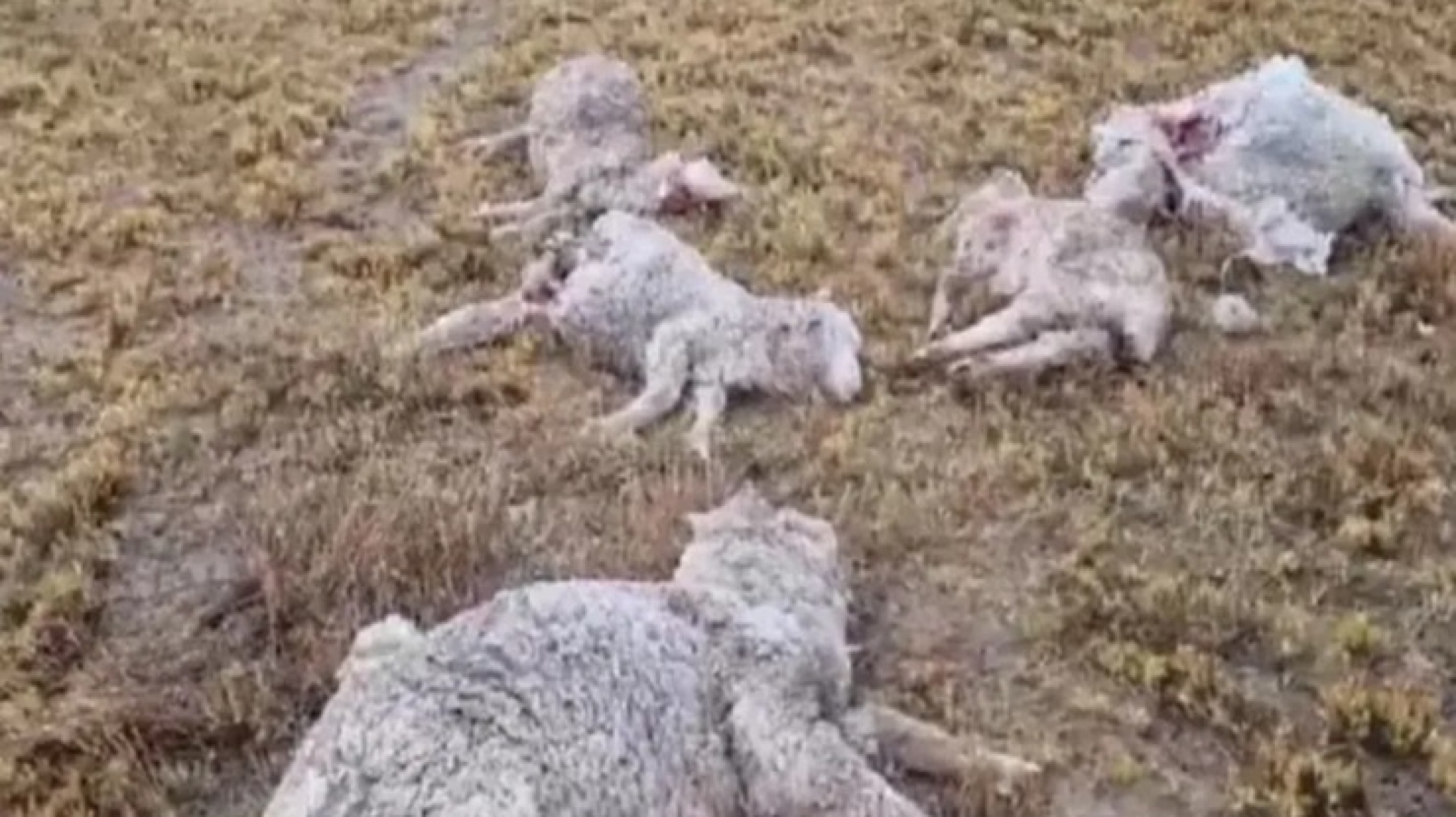 "Perro que entra a mi chacra, lo mato": el descargo de un productor chubutense tras sufrir ataques en su ganado