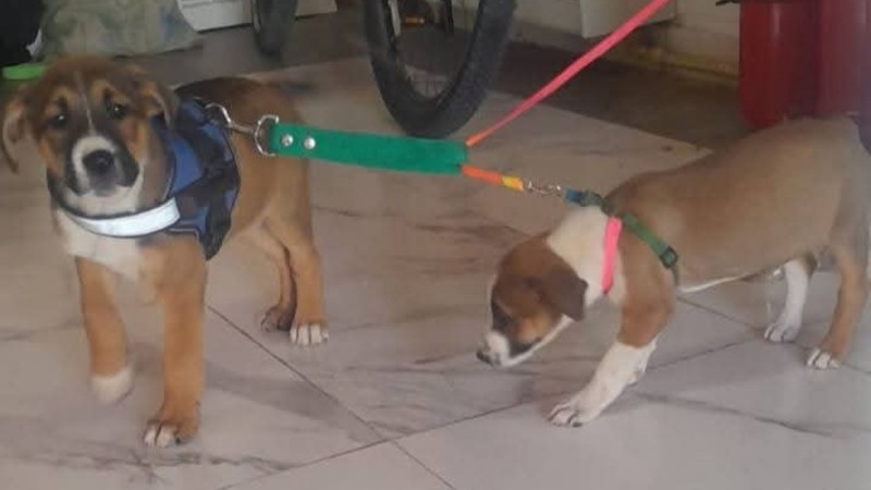 Maltrato animal en Rada Tilly: rescatan dos cachorros atados en una camioneta bajo 32°C