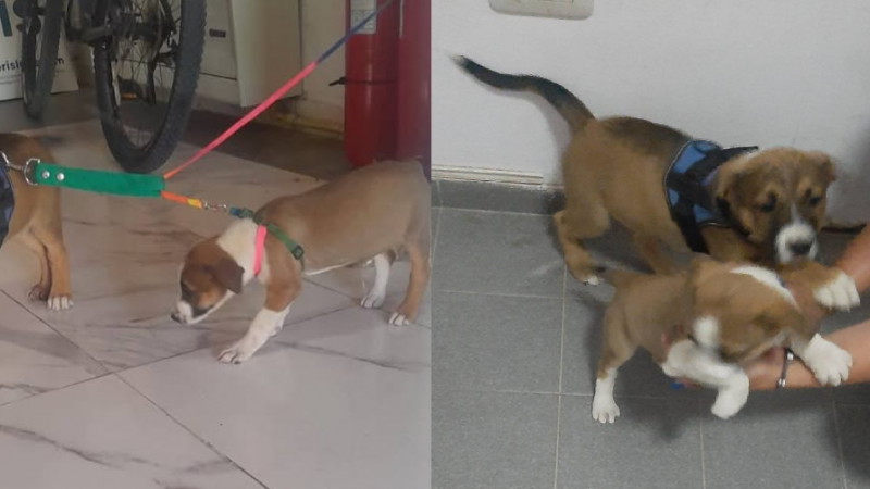 Maltrato animal en Rada Tilly: rescataron a dos cachorros atados en una camioneta con altas temperaturas