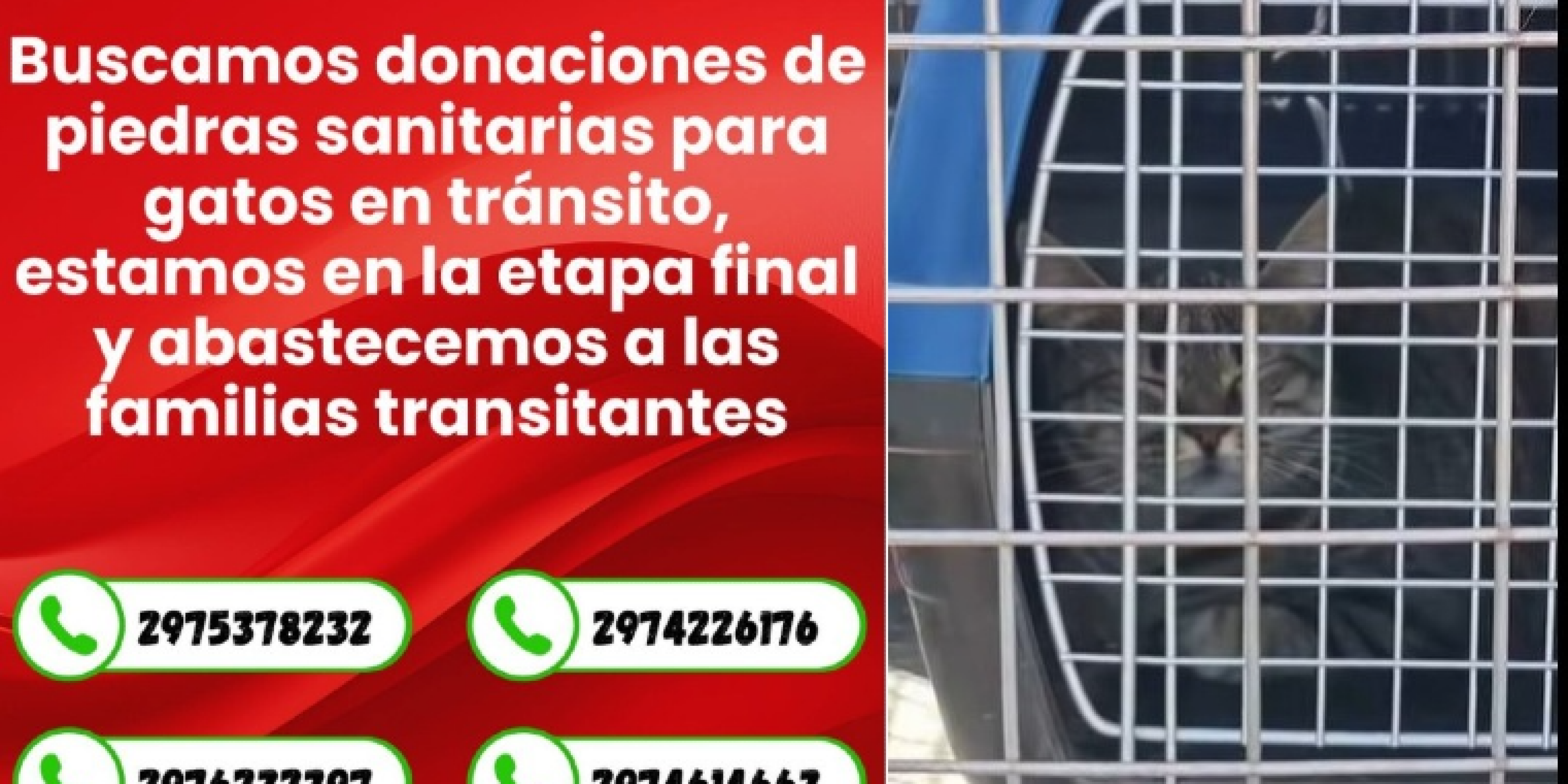 Piden donaciones de piedras sanitarias para gatos rescatados tras la emergencia en Sismográfica