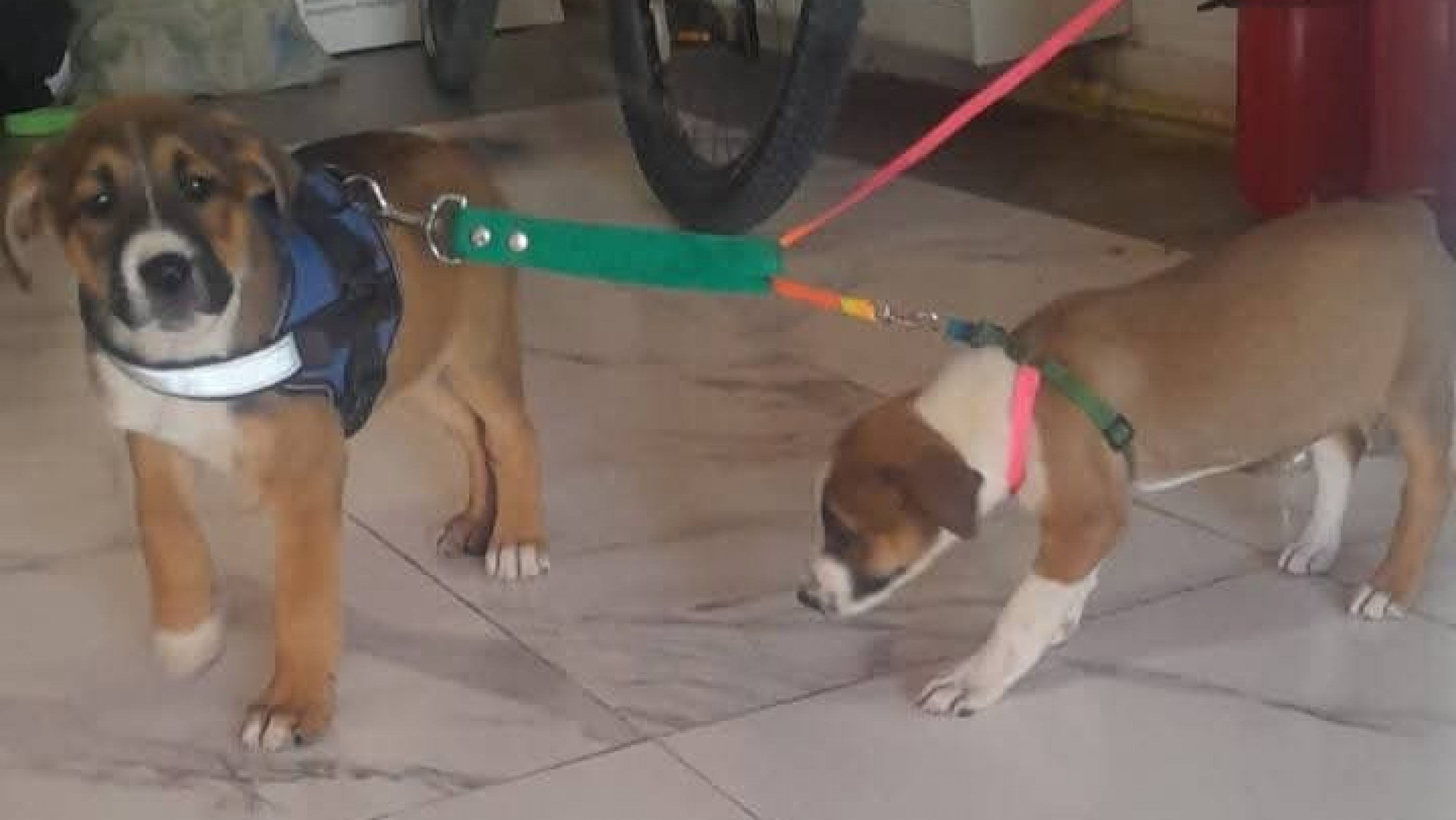 Los cachorros rescatados en Rada Tilly ya se encuentran en un hogar transitorio
