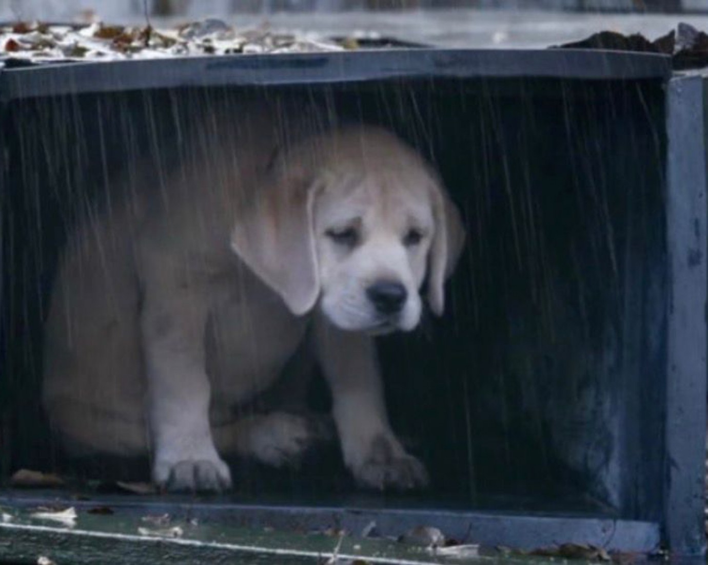 "El frío no espera": piden cuchas para los perros alojados en el Albergue Evita